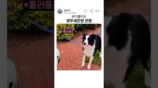 앵무새 그리고 보더콜리~