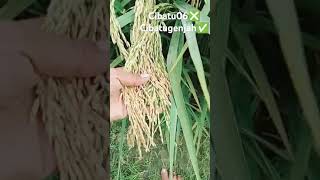 Download lagu padi Cibatu genjah asal dr Indramayu sebelum dan sesudah memasuki panen mp3 Download lagu padi Cibatu genjah asal dr Indramayu sebelum dan sesudah memasuki panen mp3