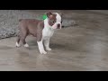 Boston Terrier dogs for sale: Macy - Video 1