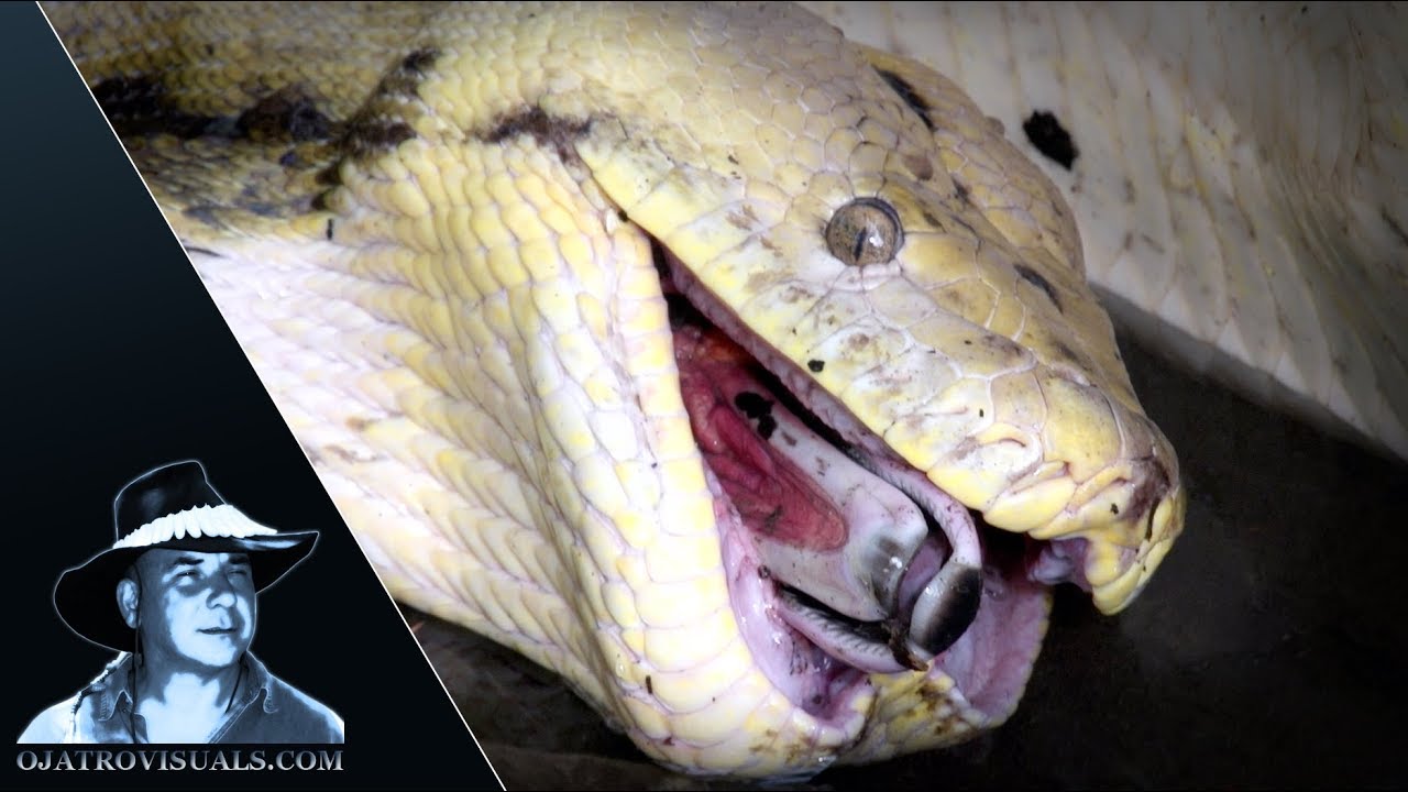 Python Eats Invasive Muscovy Duck 03