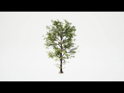 Big Forest Pack - Single Tree Mesh Overview - Vol.1-Vol.4 - Unreal Engine (4K)