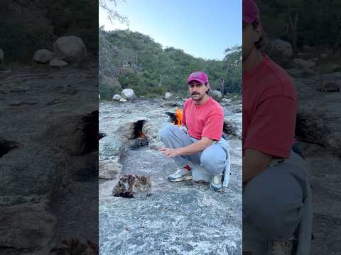 Yanartas kedileri tanitim videosu cr: @handisgo