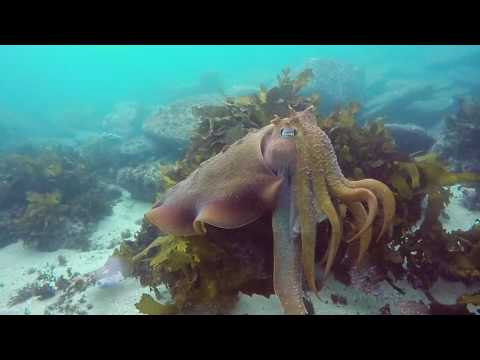 shelly beach dive, 18th june 2017