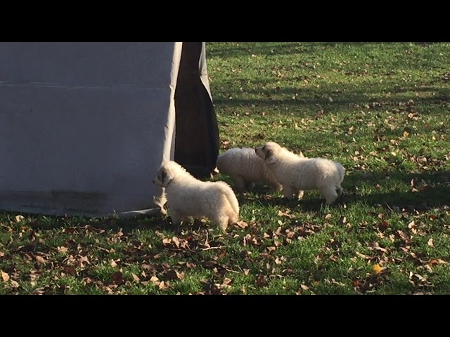 Great Pyrenees puppy for sale