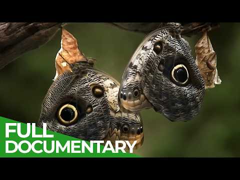 Wildlife Stories: Lie or Die