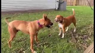 Video preview image #1 Boxer-Unknown Mix Puppy For Sale in Germantown, OH, USA
