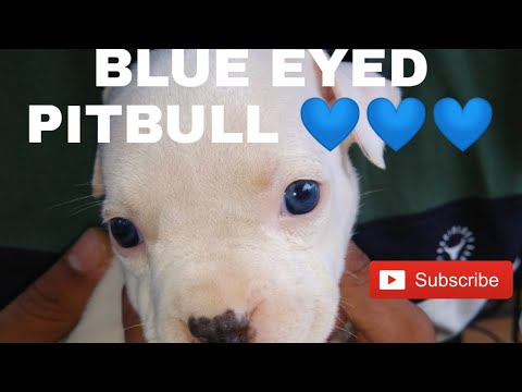 Blue Eyes Pitbull | vlog in kannada #Pitbull #wakefit #Goprohero7