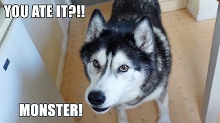 Pretending To EAT My Husky’s Waffle Was A Mistake!