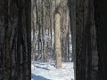January 24 2025 Sasquatch Bigfoot Westvirginia Bigfootwitness