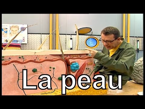 Quelles sont les différentes couches de la peau? - C'est pas sorcier
