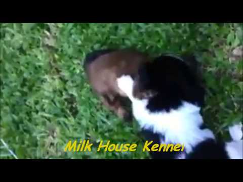 Shih Tzu Puppy For Sale Milk House Kennel