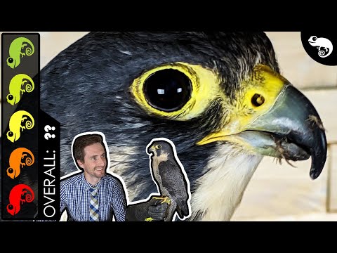 Peregrine Falcon, The Best Pet Reptile?