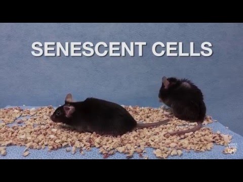 Mayo Clinic Minute: Senescent Cells Study