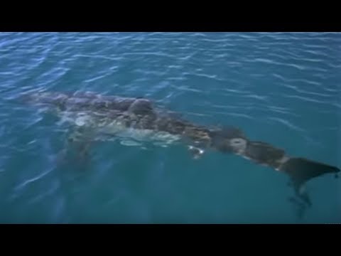 Great White Shark spotted in Britain? | Sharks | BBC