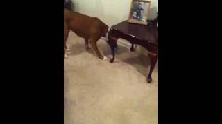 preview picture of video 'Rambo the boxer plays with the pig'