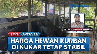 Update Harga Hewan Kurban 2026 di Kukar Kaltim, Disebut Bertahan Meski Biaya Transportasi Naik
