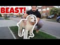 I BOUGHT THE WORLDS BIGGEST PUPPY FROM RUSSIA + COMPLETE CHEST WORKOUT
