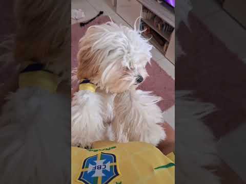 La amoooo🩷⭐️🐑🐾 #kira #shorts #kirababy