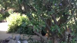 Designing Whimsy into your Children's Garden