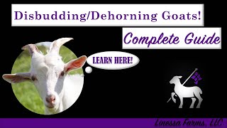 How to Disbud and Dehorn Goats!  Easy! Complete and Comprehensive Guide