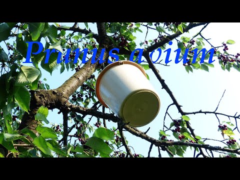 Prunus avium / Vogelkirsche | Pflanze der Woche 12