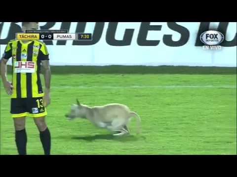 El perro más feliz del mundo, invade partido entre deportivo tachira vs pumas