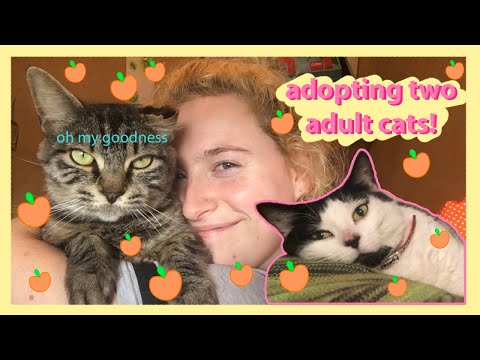 adopting two adult cats from the RSPCA