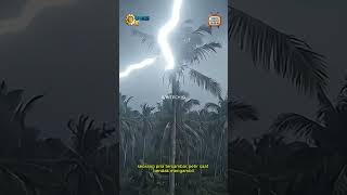 Download lagu 😱The Moment a Man Was Struck by Lightning While Climbing a Coconut Tree mp3 Download lagu 😱The Moment a Man Was Struck by Lightning While Climbing a Coconut Tree mp3