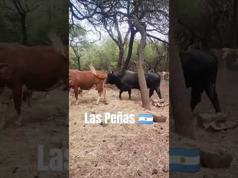 #LasPeñas 🇦🇷 #PalmaSola #jujuyargentina #VidaDeCampo Finca de la familia Portal.