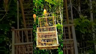 Download lagu mikat burung kutilang emas mp3