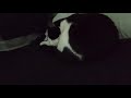 Tuxie Cat Noodle Chewing In His Sleep