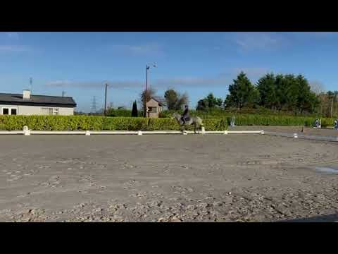 Lot. No.: 416 Connemara Pony Sales 29th of Nov - Image 2