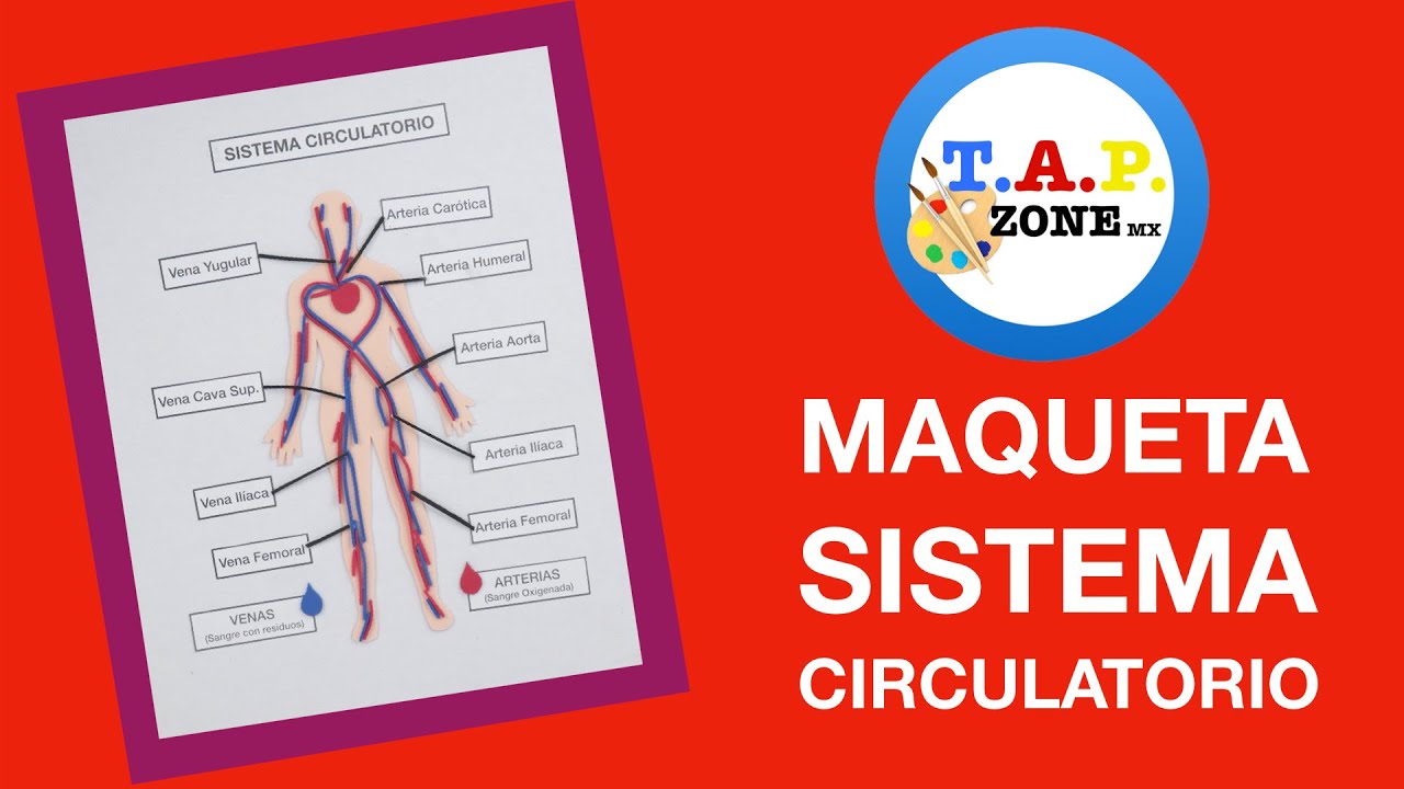 Como hacer la Maqueta del Sistema Circulatorio - TAP ZONE Mx