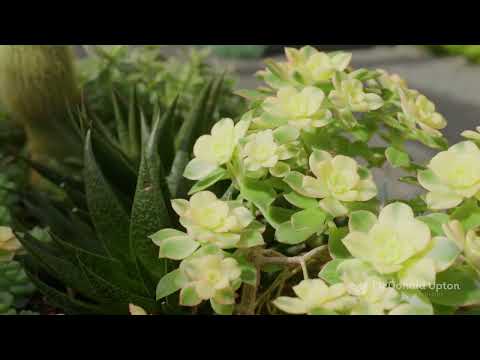 22 Gilbertson Street, Essendon, VIC 3040, 4 રૂમ, 2 બાથરૂમ, House