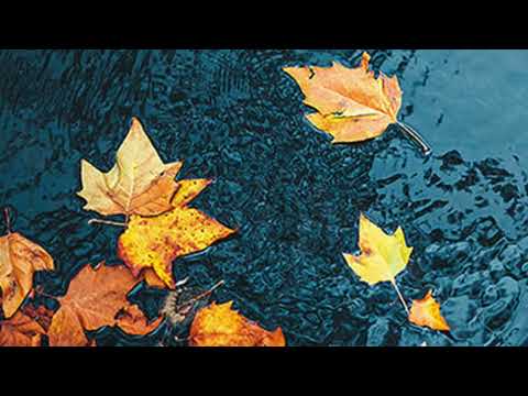 5 minute meditation - Leaves on a stream