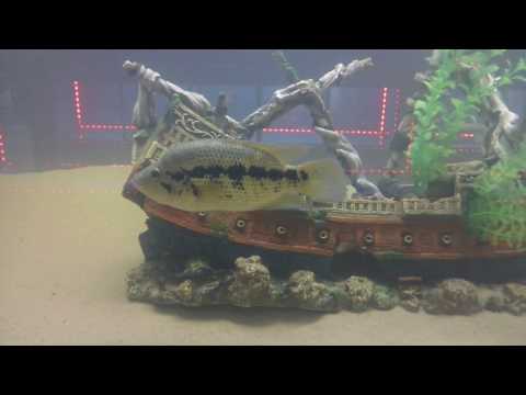 new tropical fish shop, Cichlids and catch up!!