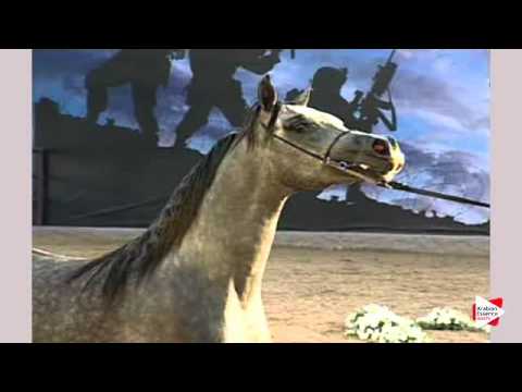 N.210 GHAZI AL KHAZNA - Ajman 2016 - Colts 3 years old (Class 9)