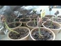 Time Lapse growth of the cacao tree 