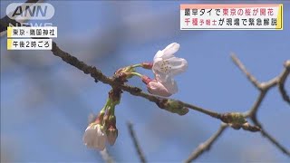 [資訊] 東京 靖国神社櫻花標準木開花