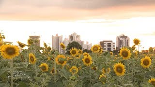 Miniatura do vídeo