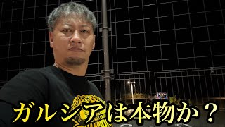 【予想通り、帰ると勝つ】ガルシアは本物か？