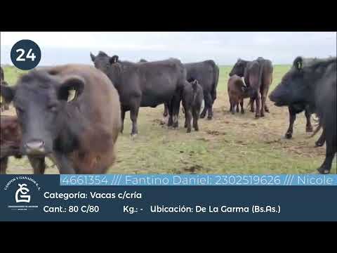 Lote VC C/ Cria -  De la Garma Bs As