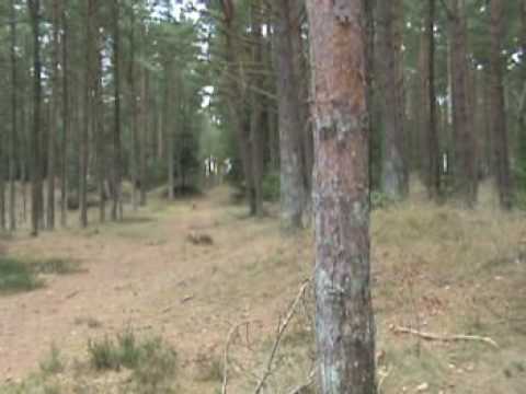 Certified SAR-dog in area search