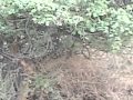Cid Superb 3gp