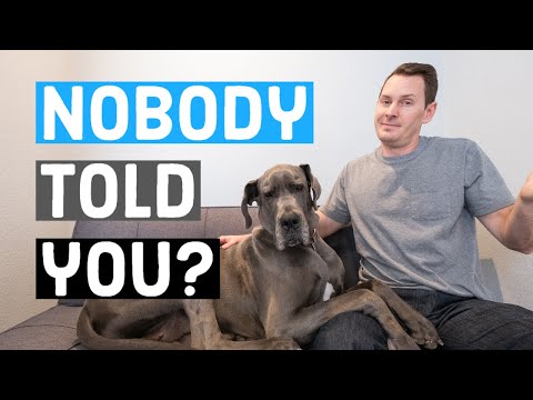 3rd YouTube video about are great danes easy to train