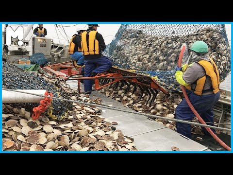 Catching Hundreds Tons Scallops in Atlantic Ocean - Amazing Scallop Fishing Vessel and Processing