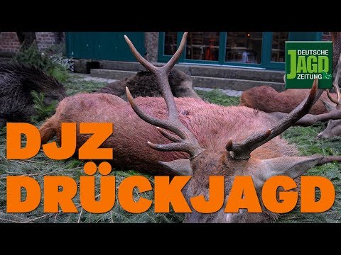 1. Test hunt in the new DJZ test area