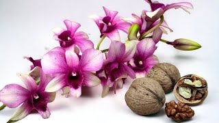 👍🔥 Jetzt werfe ich es nicht weg! Dies ist ein wahrer Schatz für Orchideen