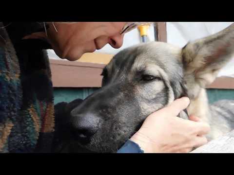 "Prince" American Alsatian