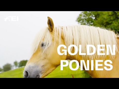 Haflinger the golden allround talents RIDE presented by Longines